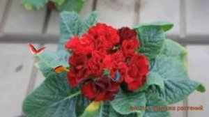 Примула махровая Ред ? махровая примула Ред обзор: как сажать, семена примулы Ред