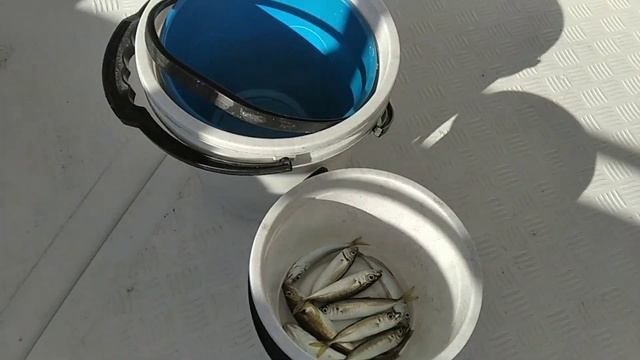 Адлер, рыбалка, ловля ставриды смотреть онлайн