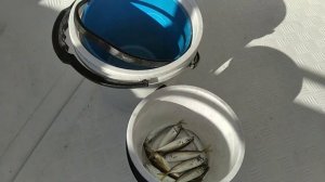 Адлер, рыбалка, ловля ставриды