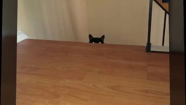 Страшные котики💀 кто победил?-решать тебе смотреть онлайн