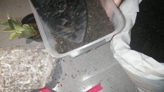 Unboxing New Plants From Online Shop - Peperomia Variegata