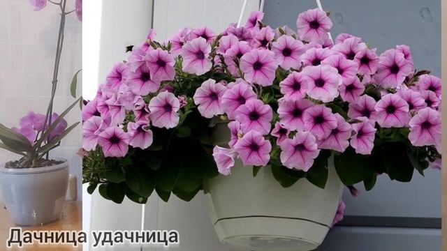 ЛУЧШИЕ сорта ПЕТУНИИ, какие выбрать. Их должен знать каждый! #петуния #операсуприм смотреть онлайн