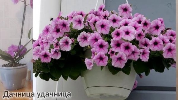 ЛУЧШИЕ сорта ПЕТУНИИ, какие выбрать. Их должен знать каждый! #петуния #операсуприм