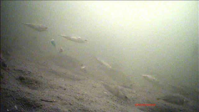 язь 52 5 метров вода мутная.