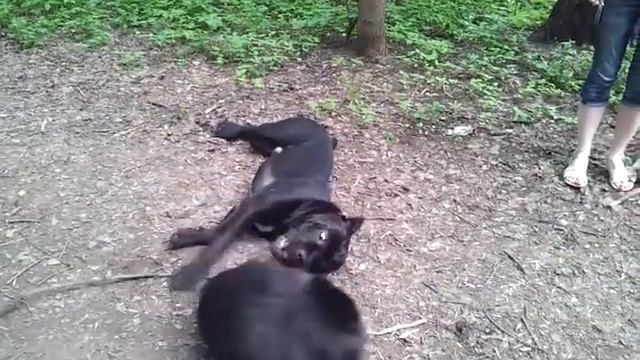 Мишка и Арни. Когда-то давно в парке на Академика Павлова КУНЦЕВО смотреть онлайн