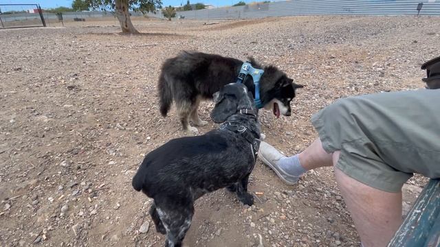 Parque Canino en San Miguel de Abona, Tenerife 2022 смотреть онлайн