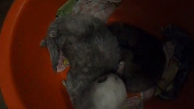 Две норочки.Это любовь!(1) смотреть онлайн