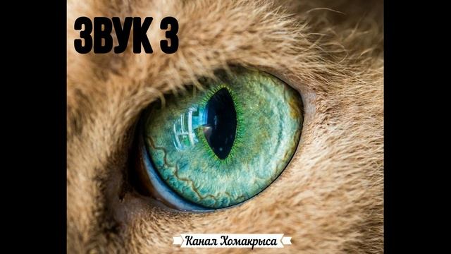 Любимые звуки кошек котов и собак Звуки которые привлекают котов кошек и собак