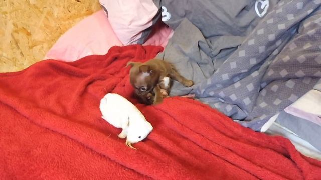 #ЧИХУА КОРМЛЕНИЕ ЩЕНКА#ROYALCANIN консервы ,пачули#КОРМА РОЯЛ КАНИН#ПИТОМНИКРКФМАРИМИСТИК#КУПЛЮЧИХУ смотреть онлайн