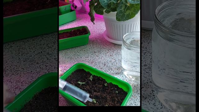 Подкормка эустомы кальциевой селитрой смотреть онлайн