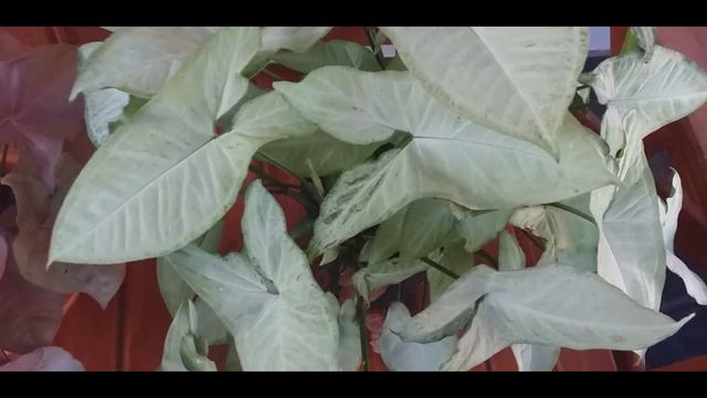 Best Indoor Plant//syngonium Plant Care In Malayalam