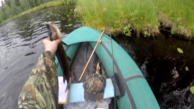 КАРЕЛИЯ.Рыбалка на лесной реке и озёре.В районе толваярви. смотреть онлайн