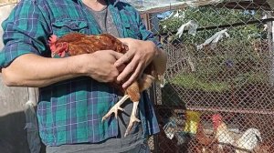 Забой кур | Последний день моих курочек |  Мой первый забой