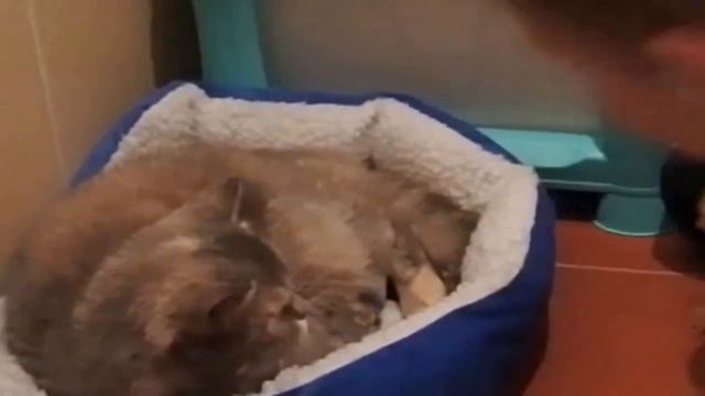 Как йоркширский терьер реагирует на кошку смотреть онлайн