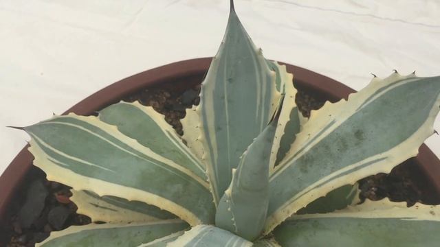 Agave Potatorum "Blue winds" (Cactus and Succulents) смотреть онлайн