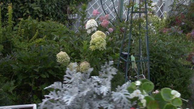 Бабье лето! Заморозки. Сад тих и прекрасен! Гортензии,флоксы,горцы,колокольчики. Виноград на севере смотреть онлайн