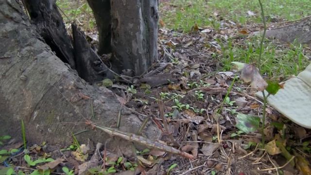 Cool Facts About Stick Insects, a weird moovie смотреть онлайн