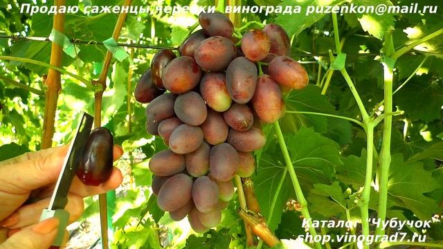 Виноград ТОРНАДО - ранний и очень крупный. Будет ли конкурентом АЛВИКЕ? смотреть онлайн
