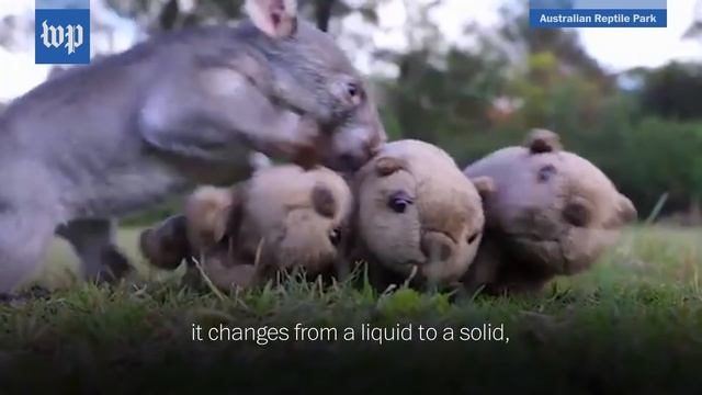 Why is wombat poop cube-shaped? Researchers reveal its mystery. смотреть онлайн
