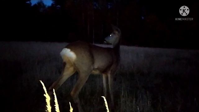 Косуля Мара вернулась домой смотреть онлайн