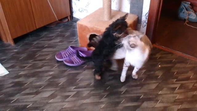 cat vs dog fighting кот дерется с собакой смотреть онлайн