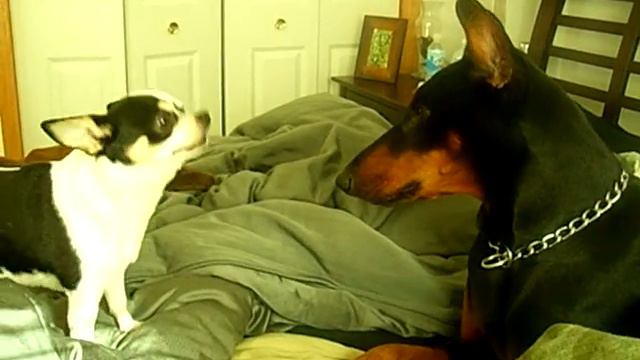 Chihuahua attacks Doberman смотреть онлайн
