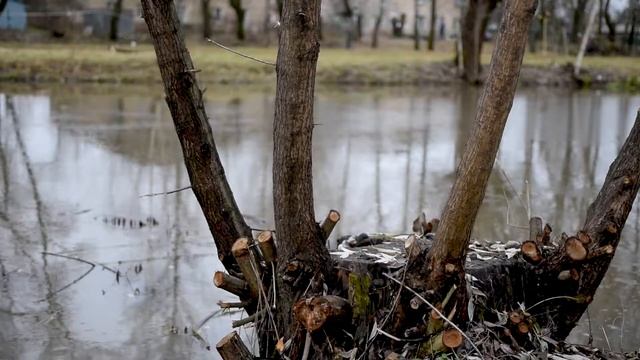 дождливый Переславль смотреть онлайн