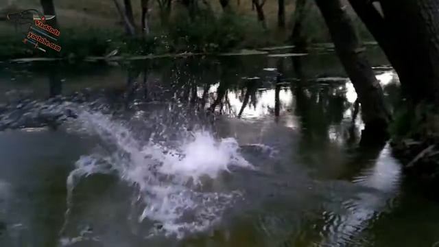 Ice Bucket Challenge смотреть онлайн
