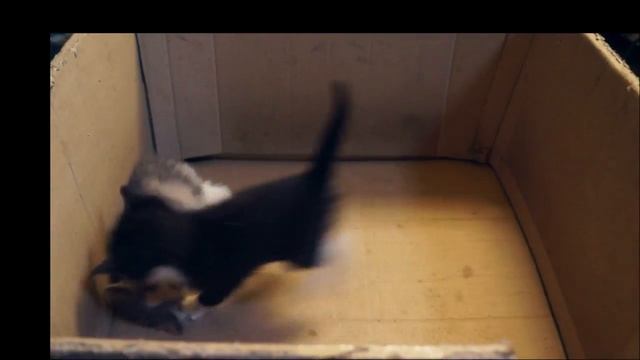 Котята (кошечки) в хорошие руки, СБб, Чёрная Речка смотреть онлайн