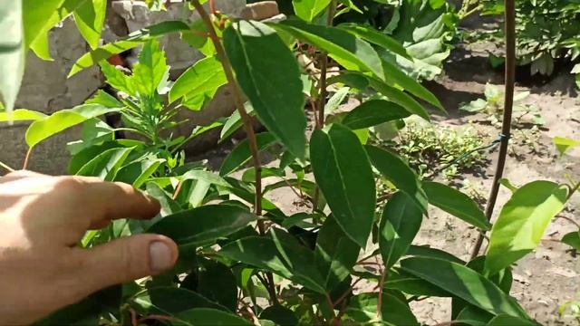 Актинидия зацвела первый раз... смотреть онлайн