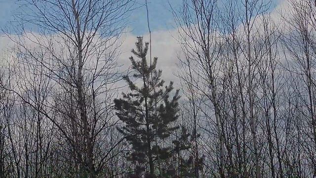 Crow Hunting 2022, Охота на ворон смотреть онлайн
