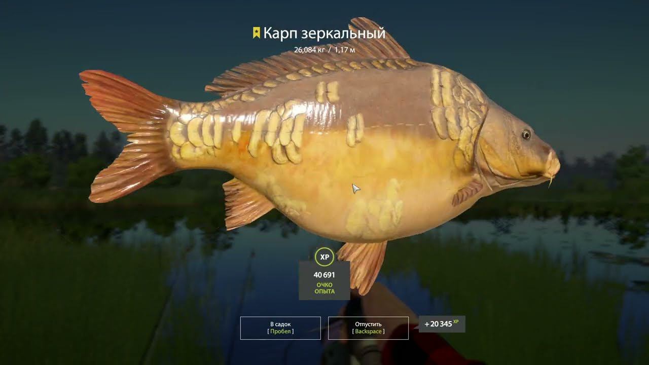 Russian Fishing 4 МЕДВЕЖКА КАРП ЗЕРКАЛЬНЫЙ смотреть онлайн