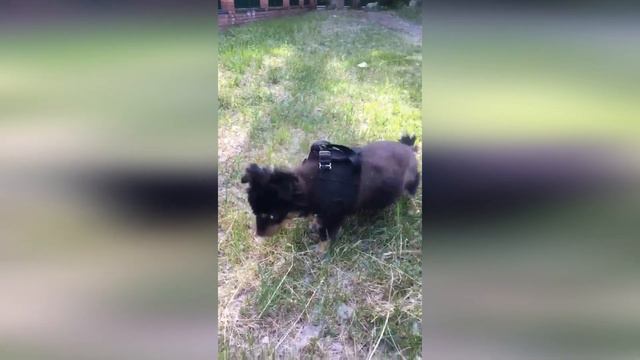 Чапу с тремя котами 2 года назад на время привезли на передержку, оказалось навсегда. смотреть онлайн