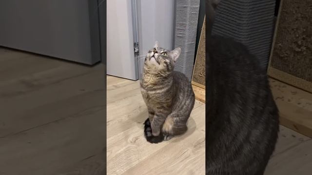 Чего не любят коты ? #shorts #кот #котики #кошки смотреть онлайн