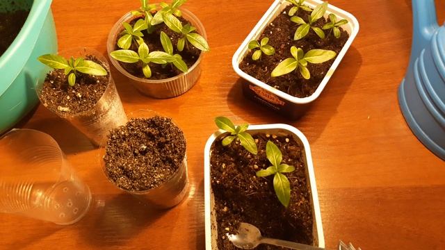 ПИКИРОВКА КАТАРАНТУСА смотреть онлайн