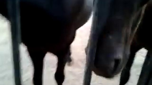 Лошадь гонит смотреть онлайн