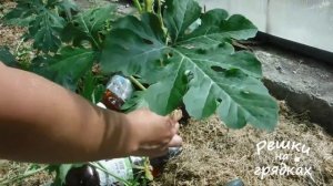 Арбузы в теплице Формирование арбузов