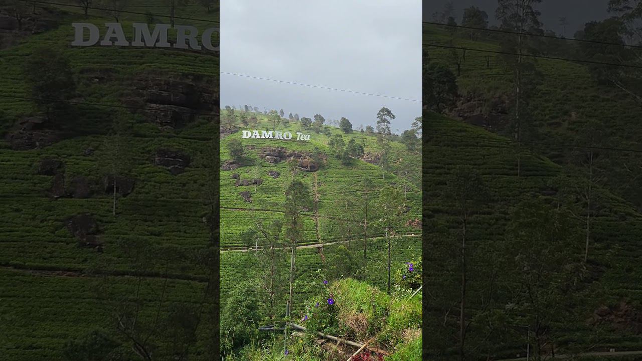 Плантации лучшего чая на Шри-Ланке смотреть онлайн