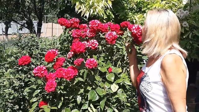 Отмечаем праздник Петра и Павла. И мороженое на десерт. смотреть онлайн