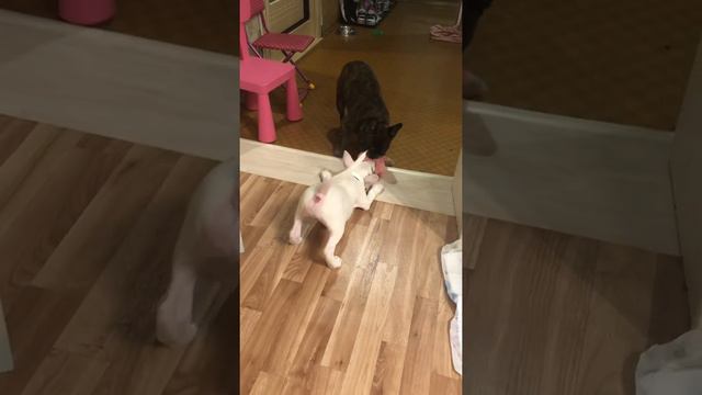 Бультерьер VS Французский бульдог смотреть онлайн