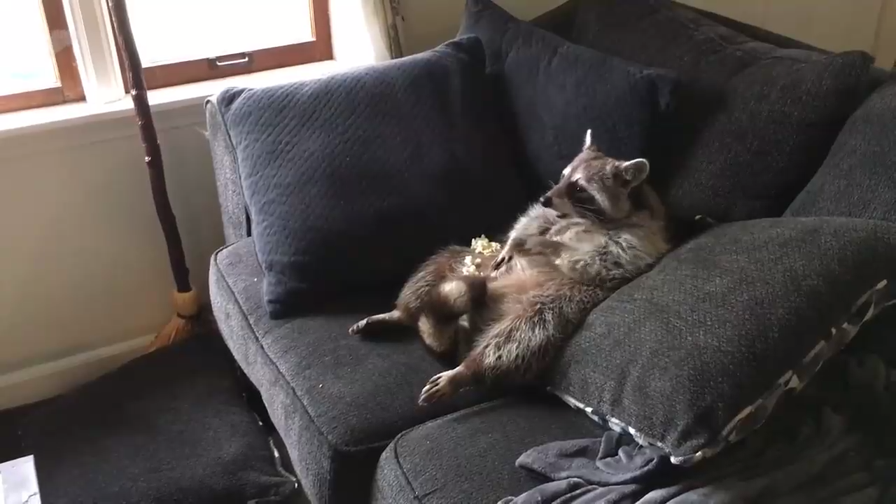 Енот отдыхает перед телевизором смотреть онлайн