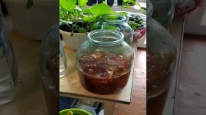 Луковая шелуха.Эффективная подкормка для рассады.