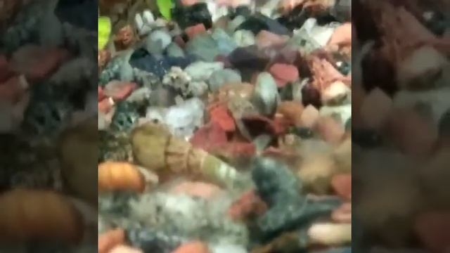 Улитки мелании смотреть онлайн