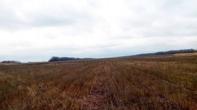 охота на зайца с гончими смотреть онлайн