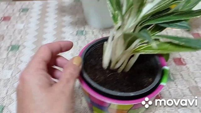 Комнатные растения! Распаковка посылки. Аглаонемы. смотреть онлайн
