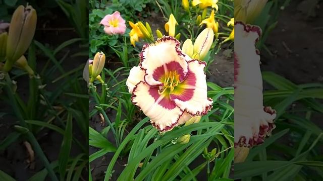 63. Ian Fleming/Ян Флеминг Лилейник смотреть онлайн