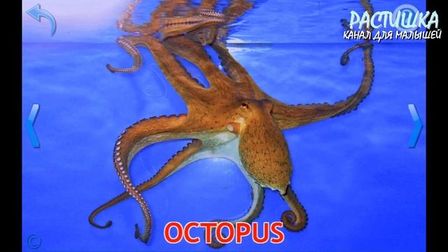 УЧИМ АНГЛИЙСКИЙ. МОРСКИЕ ЖИВОТНЫЕ. ПЕРВЫЕ СЛОВА для детей смотреть онлайн