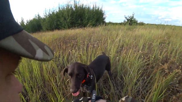 Охота на куропаток с собакой (часть 2) смотреть онлайн