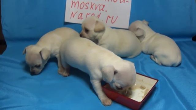Щенки чихуахуа в Москве смотреть онлайн