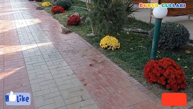 Favvora istroxat bo'g'iga xrizantema gullari va landshaft dizayni. смотреть онлайн
